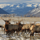 Uapitíes en el Refugio Nacional de Uapitíes de Wyoming. Imagen: USFWS